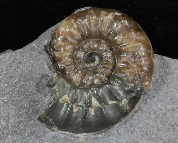 Uncommon Asteroceras Ammonite Fossil - England #30738